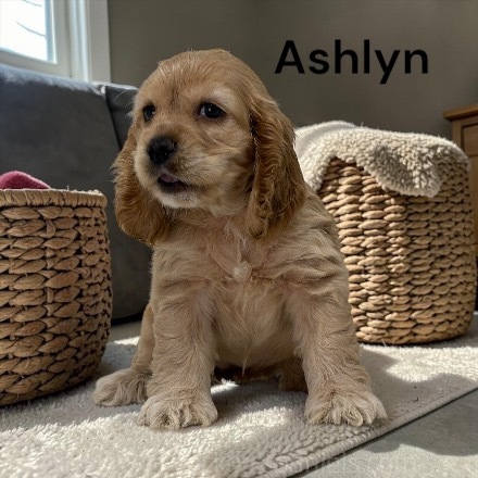 puppy, for, sale, Cocker Spaniel, Joe & Cherri  Overlease, dog, breeder, Miller, MO, dog-breeder, puppy-for-sale, forsale, nearby, find, puppyfind, locator, puppylocator, aca